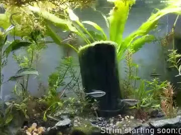 ava_delightt – webcam model profile photo Image 17