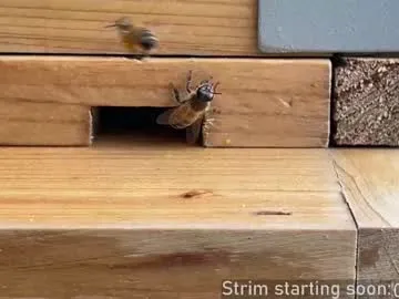 ava_delightt – webcam model profile photo Image 18