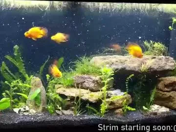 ava_delightt – webcam model profile photo Image 19