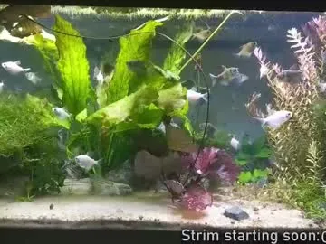 ava_delightt – webcam model profile photo Image 2