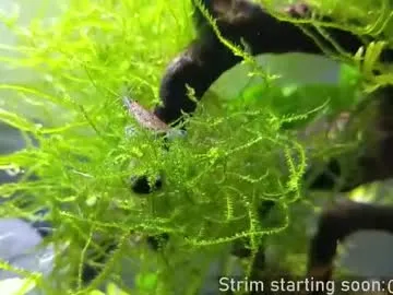 ava_delightt – webcam model profile photo Image 4