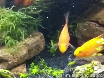 ava_delightt – webcam model profile photo Image 6