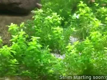 ava_delightt – webcam model profile photo Image 8