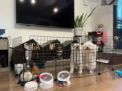 El-Jouri – webcam model profile photo Image 11