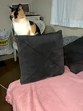 Alirawrz – webcam model profile photo Image 2